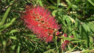 Sowing Winter Hardy Callistemon [upl. by Cloots988]