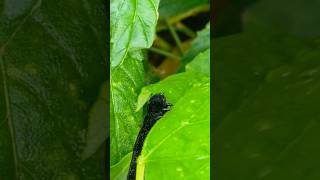 insect is eating 🌿natureshortvideo shorts [upl. by Boleslaw]