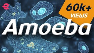 What is An Amoeba  Biology  Extraclasscom [upl. by Sula]