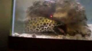 Tesselata Moray Eel eating a live fish [upl. by Reivaxe]