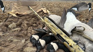 Triple Collateral on geese w band reaction Solo [upl. by Bartle107]