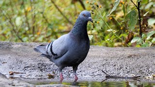 Rock Pigeon and its Call [upl. by Moria]