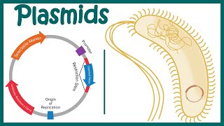 Plasmids  Cloning vectors Plasmids  Why do we use plasmids in RDT  features of a plasmid [upl. by Hadik670]