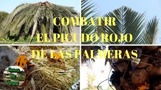 Combatir el escarabajo picudo rojo de la palmera [upl. by Atilek]