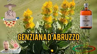 La Genziana dAbruzzo Il liquore identitario abruzzese con una importante quotlimitazionequot ‼️ [upl. by Eal935]