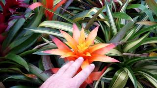 Guzmania bromeliads explained growing and care for guzmania [upl. by Eisserc297]