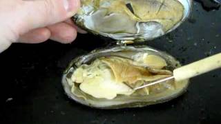 Bivalve Anatomy freshwater mussel [upl. by Konopka206]