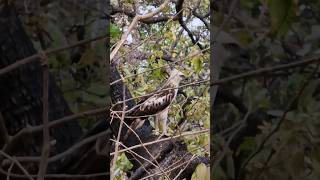 changeable hawk eagle phatozone birds birdphotography corbettnationalpark [upl. by Bolan238]