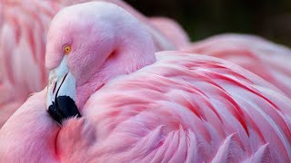 This is where flamingos get their pink color  Weird flamingo facts  why are flamingos pink [upl. by Harewood]