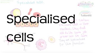 Specialised cells  Revision for Biology GCSE and IGCSE [upl. by Imailiv244]