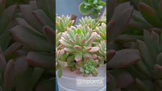 ECHEVERIA MAIALEN X ECHEVERIA CHROMA DE FÁCIL CULTIVOecheveriamaialem suculentassubstrato [upl. by Itaws202]