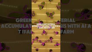 Green plant material accumulation analysis with AI at iFarm indoor farm [upl. by Kreit]