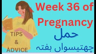 Pregnancy Week by Week  Week 36 of Pregnancy  3rd Trimester  Week by Week Pregnancy Tips in Hindi [upl. by Kellyann]