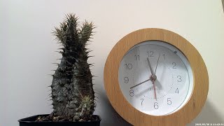 水を吸うパキポディウムのタイムラプス Timelapse video of watering Pachypodium [upl. by Samled]