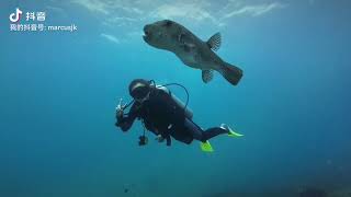 Tioman Underwater  PADI Open Water Course [upl. by Hajed]