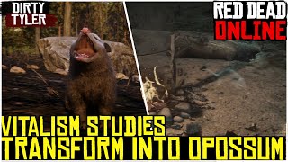 Vitalism Studies How to play as an Opossum In Read Dead Online Opossum Transform Location RDR2 [upl. by Anahahs]