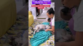 DONA CUIDA DE SUA CADELA COM DEFICIENCIA NAS PATAS cachorro adote dog rescue resgate dogs [upl. by Adnorehs]