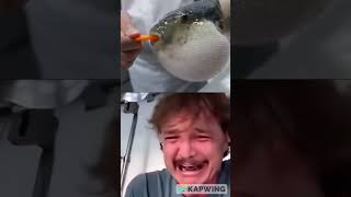 Pufferfish eating carrot Pedro Pascal meme [upl. by Ennailuj]