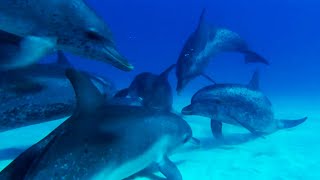 Dolphin Gang War  Ocean Giants  BBC Earth [upl. by Jay782]