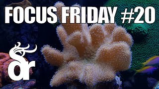 FF20  Keeping Soft Leather Corals in your Reef Tank [upl. by Nauqad429]