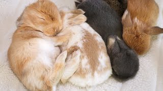 Baby Bunny Update 🧡 2WeekOld Holland Lop Bunnies [upl. by Makell784]