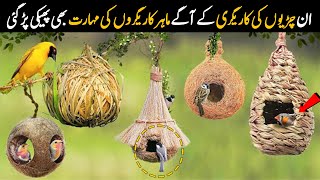 Most Beautiful Birds Nests in the World  Unusual Birds Nests  NYKI [upl. by Dickinson]