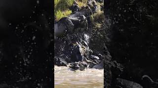 Great Migration  Masai Mara  Kenya  Nikon  Wild Wonders Expeditions [upl. by Milzie]