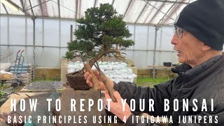 How to Repot Your Bonsai Juniper [upl. by Scharaga]