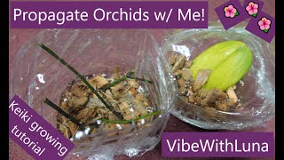 🌺Propagating Orchids from Stem Cuttings amp Rogue Leaf🌱VibeWithLuna✨ [upl. by Yonina]