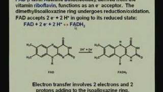 Lecture  23 Bioenergetics 1 [upl. by Feinberg]