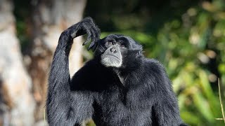 Meet the Siamang gibbons the loudest ape [upl. by Ettenal]