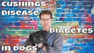 cushings disease in dogs  diabetes in dogs  cushex or vetoryl [upl. by Manbahs]