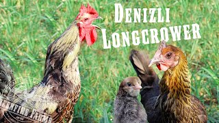 This chicken has the longest crow in the world Meet the Denizli Longcrower [upl. by Hiamerej]