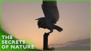 Discovering Animal Behaviour 13  The Secrets of Nature [upl. by Amer413]