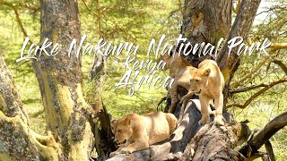 DISCOVER LAKE NAKURU NATIONAL PARK KENYA [upl. by Castro]