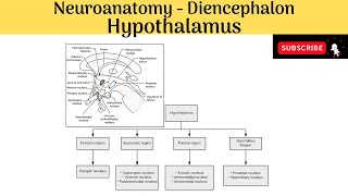 Hypothalamus  Boundaries  Subdivisions  Hyphothalamic Nuclei  Connection amp Functions [upl. by Coffeng]