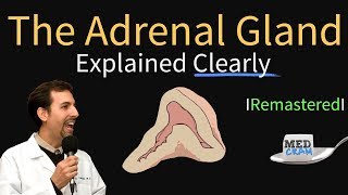 Adrenal Gland Adrenal Cortex Anatomy Physiology Disorders and Hormones [upl. by Zailer968]