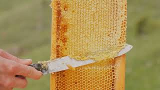 Die faszinierende Welt der Bienen und Honig [upl. by Isawk]