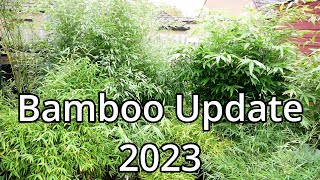 Bamboo Update 2023 [upl. by Yreffeg]