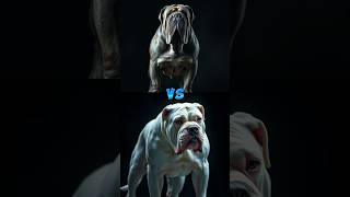 Neapolitan Mastiff vs Argentine Mastiff shorts trending [upl. by Rednasxela]