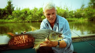 Catching A Killer Tigerfish  SPECIAL EPISODE  River Monsters [upl. by Garwood919]