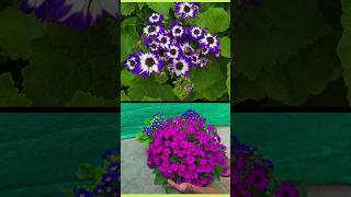 Cineraria Cinerariaflowerplant blueflowerplant plantinfo shaorts [upl. by Skyler]