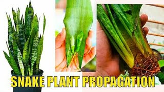 propagating SNAKE PLANT from cuttings snake plant from leaf snakeplant naturediscuss [upl. by Euhc]