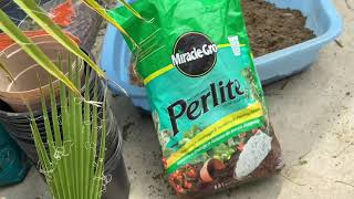 What soil do I use for potting palms [upl. by Orsino]