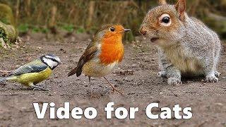 Birds for Cats to Watch  Squirrels and Birds Cat Games Extravaganza Videos [upl. by Aihcrop942]