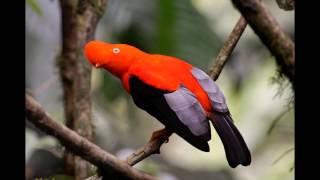 Colorful Exotic Birds [upl. by Lawrenson62]