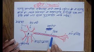 Neuron स्नायु कोष [upl. by Elnukeda]