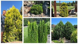 A Peek At My Arborvitae Collection Bright Yellow Deep Green Globes amp Pyramids [upl. by Bidget]