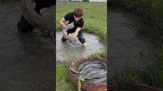 Fish Farming in Rice Fields 😯 [upl. by Hankins457]