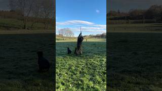 Driven Shooting with Labrador Retriever Gundogs pheasants partridges [upl. by Hay]